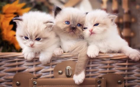 Fluffy kittens for free - Download Cute white fluffy kitten at home free stock photo in high resolution from Pexels! This is just one of many great free stock photos about adorable, ...